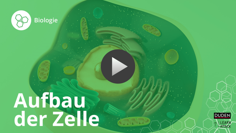 Aufbau-der-Zelle-Biologie