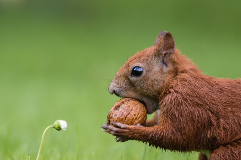 Illustration zum Thema Tierbeschreibung