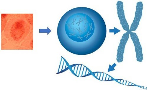 Chromosomen