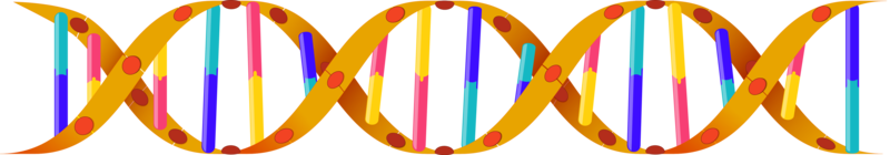 DNA