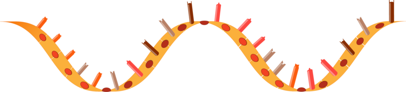 RNA-Aufbau
