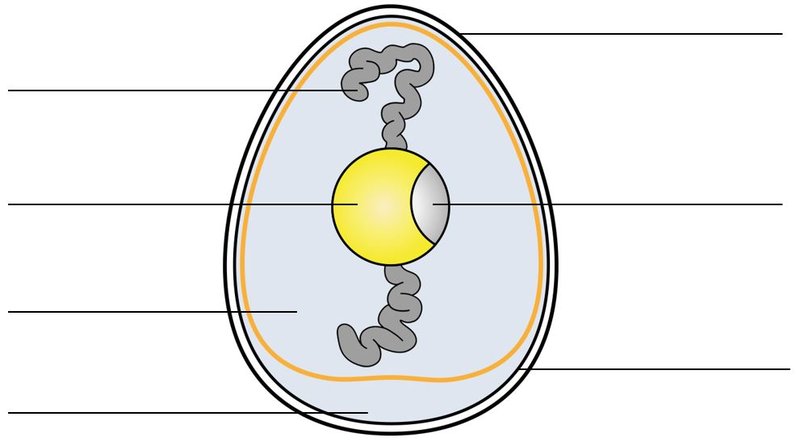 Ei Anatomie