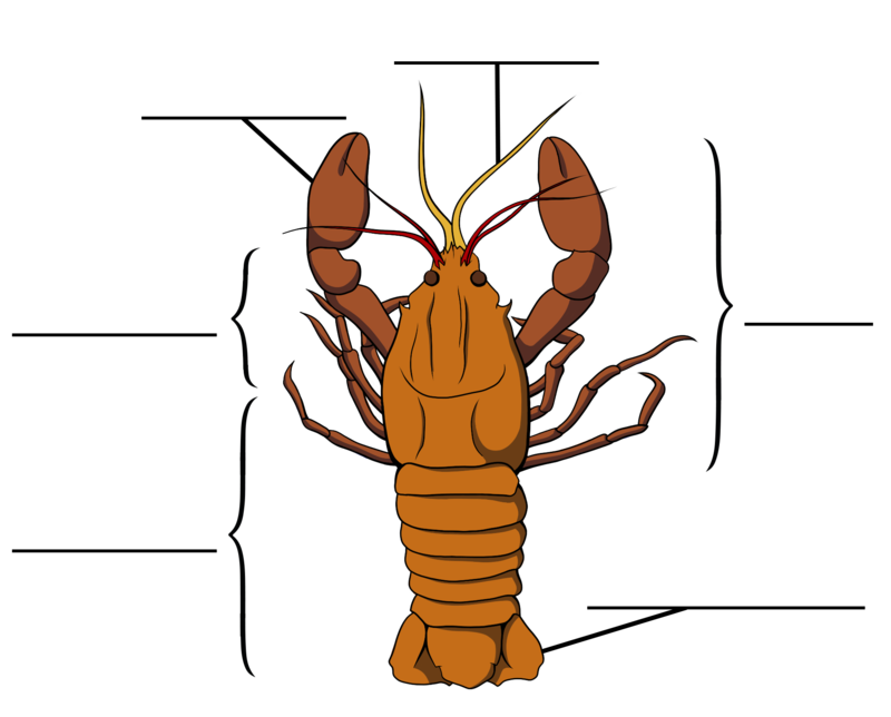 Gliederfuesser