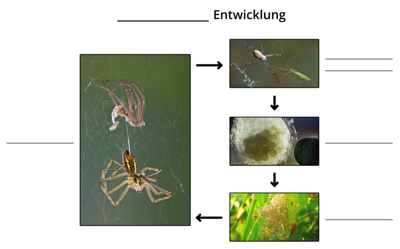 Hemimetaboler Lebenszyklus der Spinne 