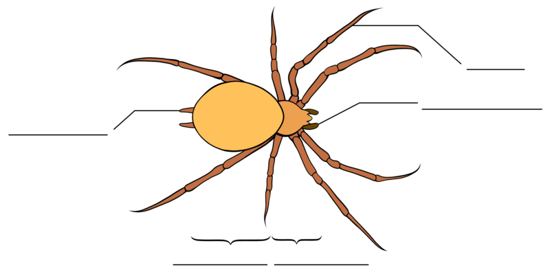 Anatomiezeichnung einer Spinne, unbeschriftet