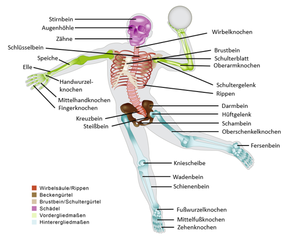 Skelett in Wurfbewegung