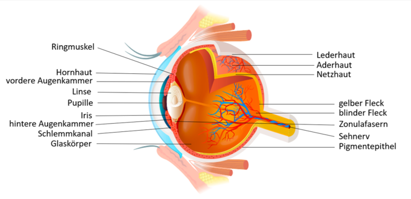 Beschriftetes Auge 