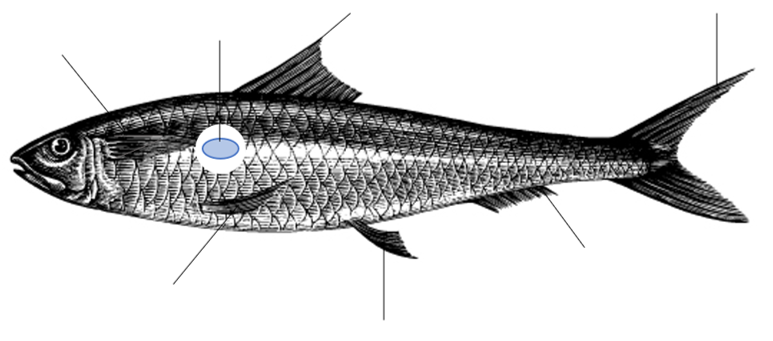 Fisch Anatomie unbeschriftet