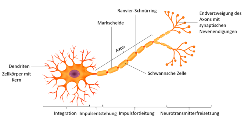 Neuron