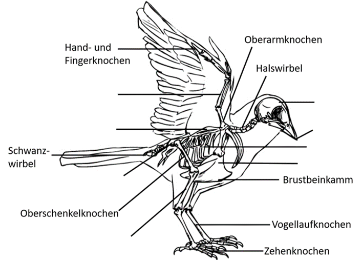 Vogelskelett