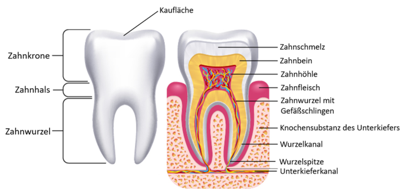 Zahn beschriftet