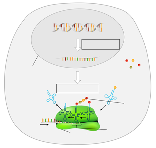 Proteinsynthese